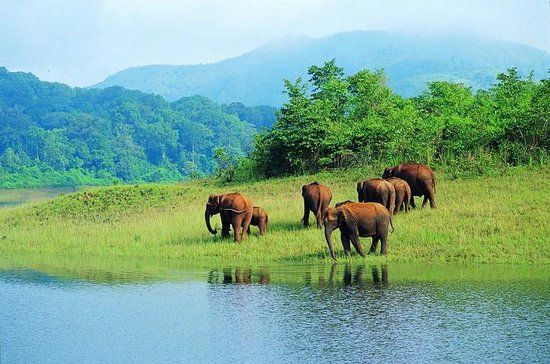 Thekkady Wildlife